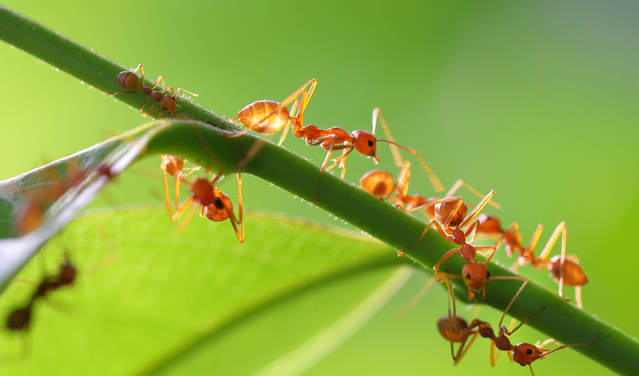 How to control ants infestation during the warmer months